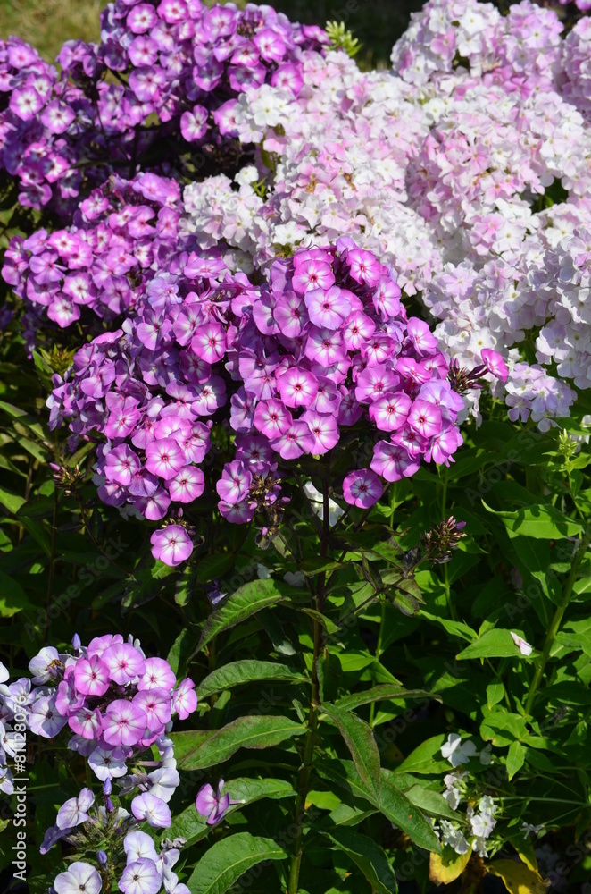 Phlox, Flammenblume Phlox, Flammenblume