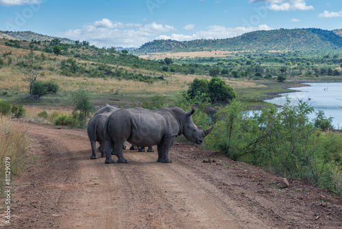 Rhinoceros, Pilanesberg national park. South Africa.