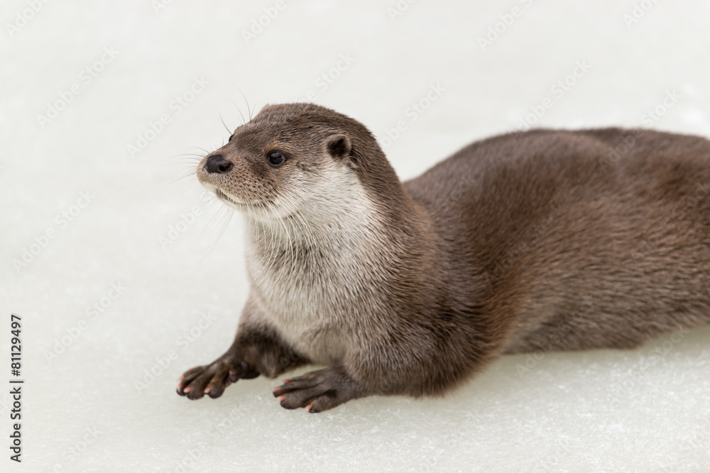 Eurasischer Fischotter, European otter, Lutra lutra Eurasischer Fischotter, European otter, Lutra lutra