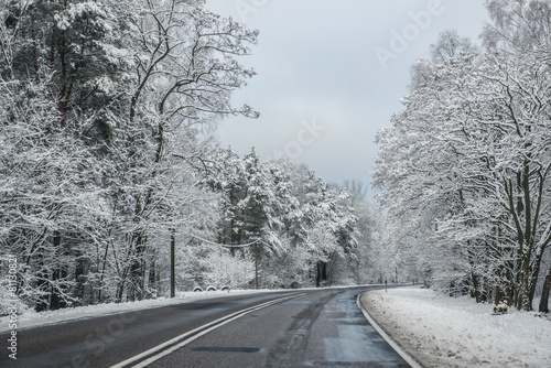 Winter road lined with trees in Poland