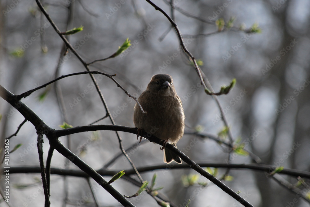 Obraz premium sparrow