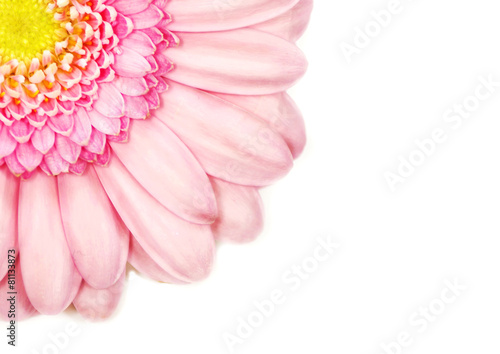 Fototapeta Naklejka Na Ścianę i Meble -  Pink Gerbera Flower