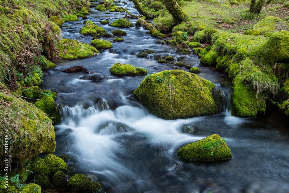 Wild stream in old forest, water blurred in motion