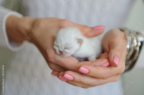 Very little white kitten with eyes closed