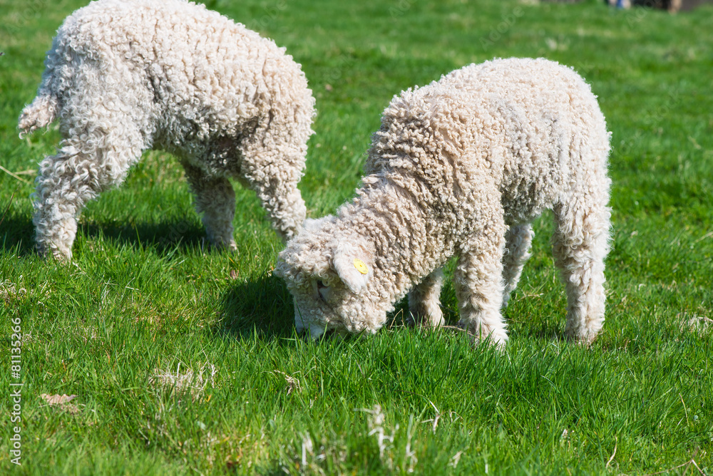 young lambs grazing outdoor on farmland young lambs grazing outdoor on farmland