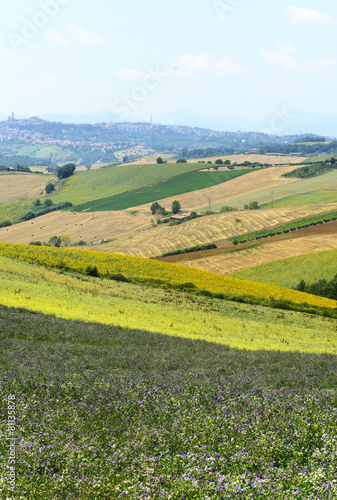 Fototapeta Naklejka Na Ścianę i Meble -  Summer landscape in Marches (Italy)