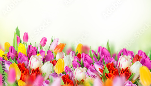 Fototapeta Naklejka Na Ścianę i Meble -  tulips over white background