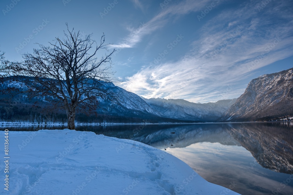 Tree on the coast of Lake Bohinj in Winter afternoon