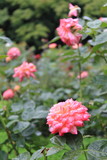 雨に濡れる旧古河庭園のバラ　朝雲（開花につれて花色が変化する）