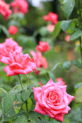 雨に濡れる旧古河庭園のバラ マリア カラス（品種名はイタリアのオペラ歌手の名前。芳香あり）