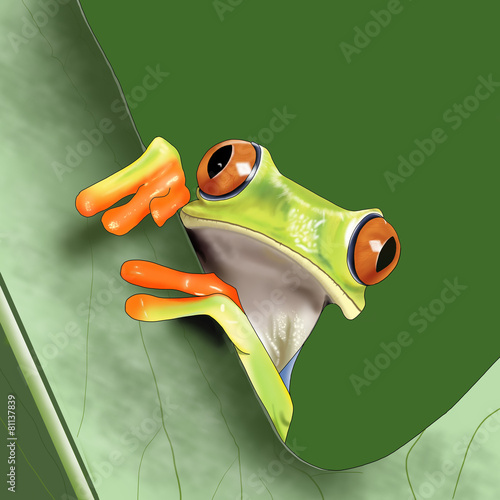 Red-eyed tree frog illustration