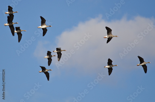 Flock of Greater White-Fronted Geese Flying in a Cloudy Sky © rck