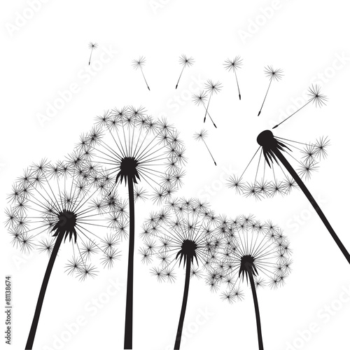 Black vector dandelions