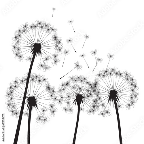 Black vector dandelions