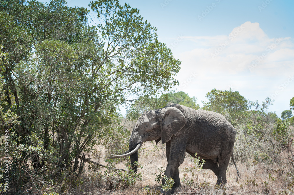 Obraz premium elephant