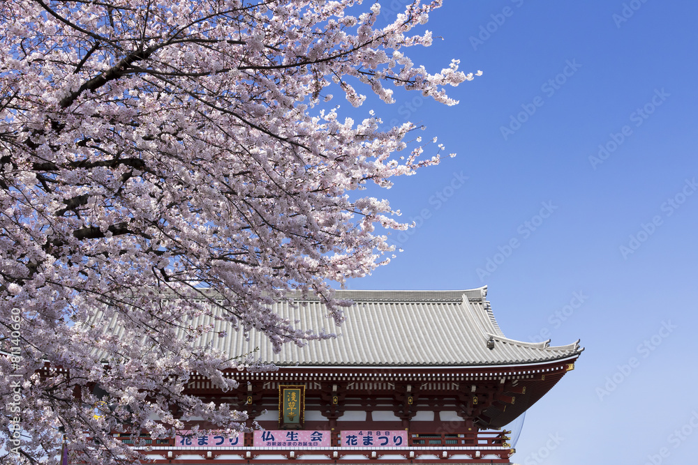 浅草　浅草寺　満開の桜　ソメイヨシノ
