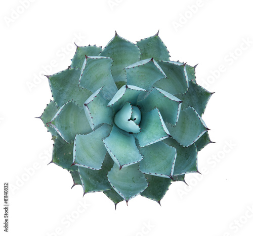 Sharp pointed agave plant leaves photo