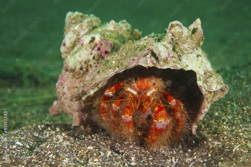 イシダタミヤドカリ Dardanus Crassimanus Stock Photo Adobe Stock