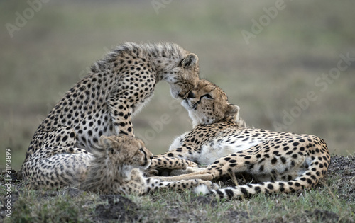 Kenya, Africa Masai Mara, cheetah and cubs