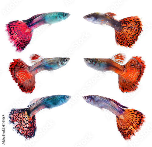 Canvas Print guppy fish on white background