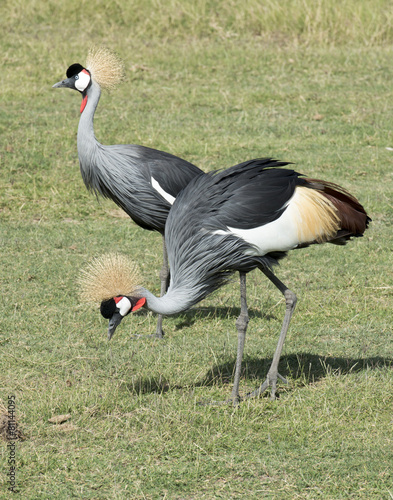 Kenya Africa Amboseli reserve, crowned cranes