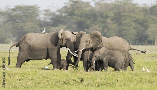 elephants protecting new born calf.