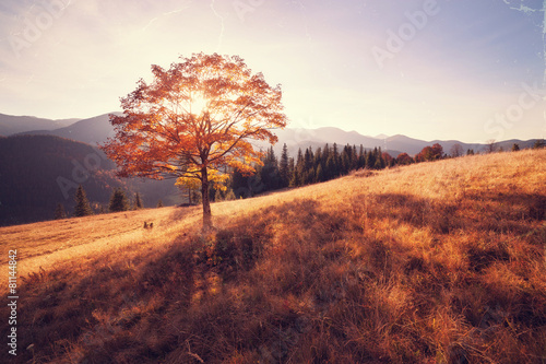 Vintage style photo of fall colors tree © Nickolay Khoroshkov