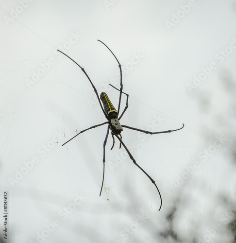 Giant wood spider or banana spider on its web
