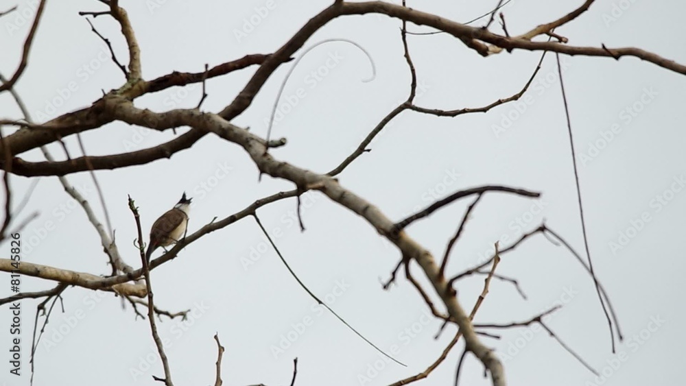 Red-whiskered bulbul is relaxing on the tree branch Red-whiskered bulbul is relaxing on the tree branch