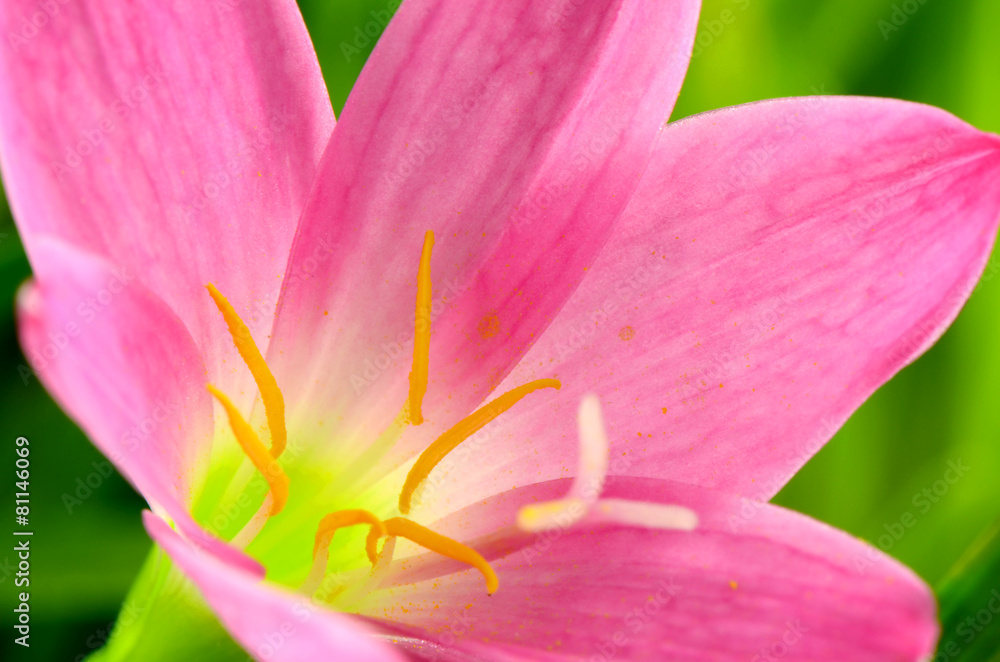 Pink Fairy Lily (Zephyranthes spp.) Petal Closed-up as Floral Background.