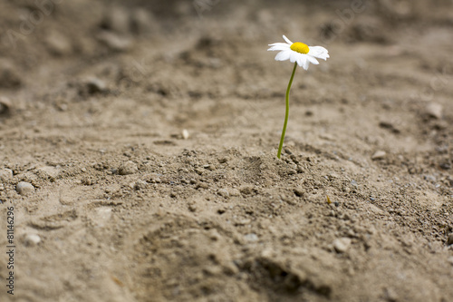 Fototapeta Naklejka Na Ścianę i Meble -  Yalnızlık ve Papatya