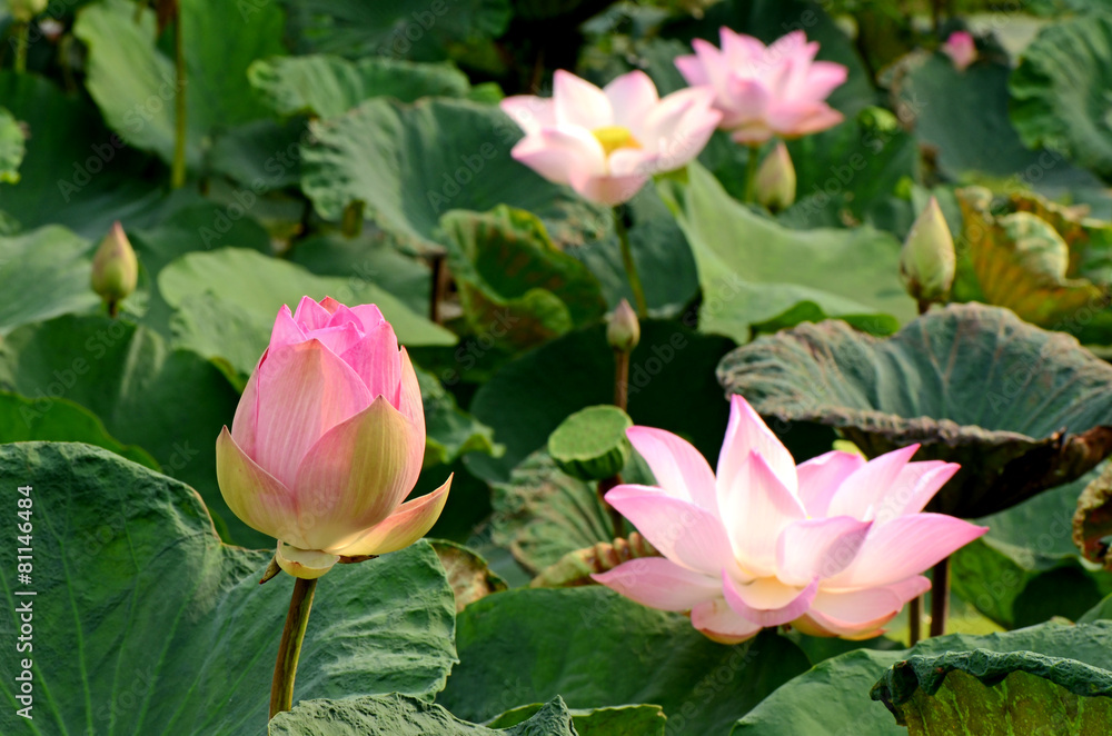 Pink Lotus (Nelumbo nucifera Gaertn.) Pink Lotus (Nelumbo nucifera Gaertn.)