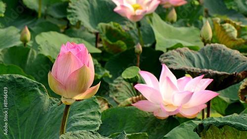 Pink Lotus  Nelumbo nucifera Gaertn. 