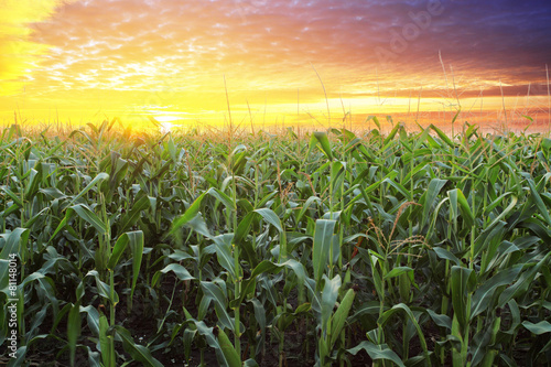 Corn field at sunset