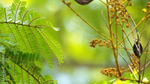 leafs and flower buds of copperpod are shaking with the wind photo