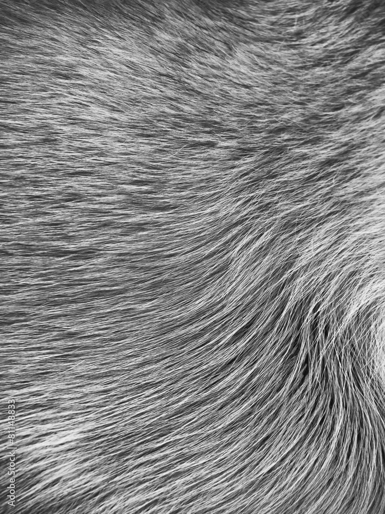 dog fur background (26) dog fur background (26)