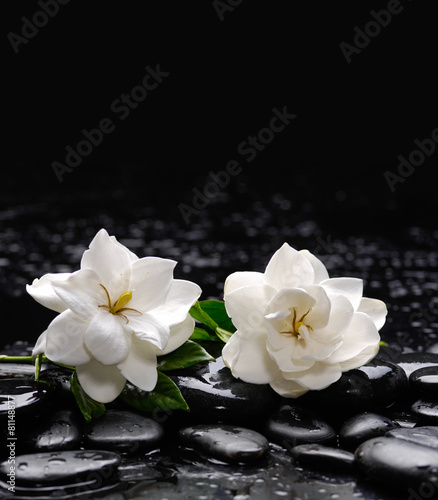 Still life with two gardenia with therapy stones 