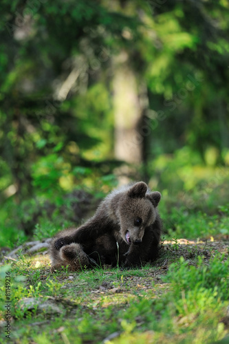 Brown bear cubs playing in forest