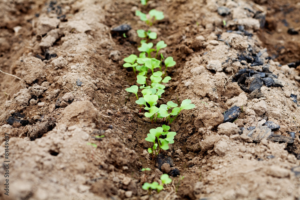 young green sprout in the soil or ground young green sprout in the soil or ground