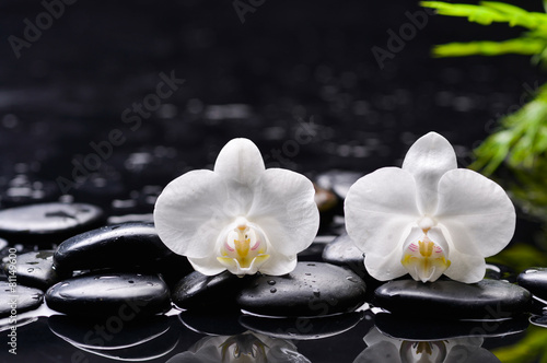 white orchid and green leaf with therapy stones