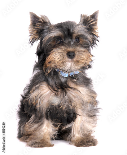 Yorkshire Terrier small dog