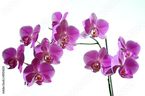 Beautiful bloom of red fresh orchid flower