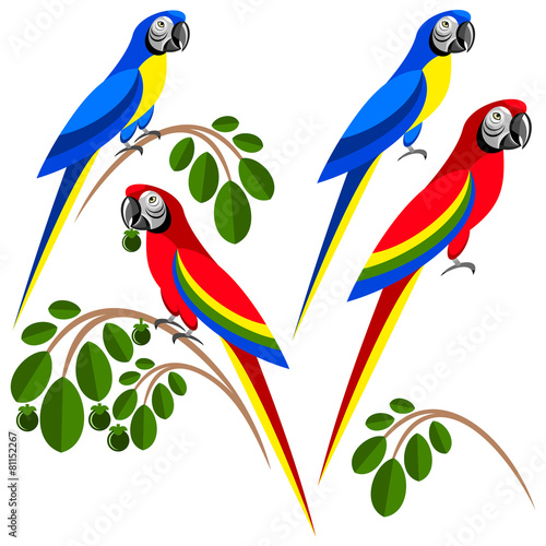 Macaw