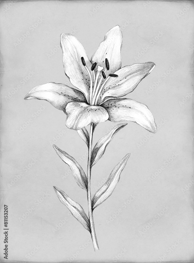 Photo about Pencil's sketch of the lily bouquet. Illustration of petal,  flower, growth - 3… | Lilies drawing, Realistic flower drawing, Art  drawings sketches simple
