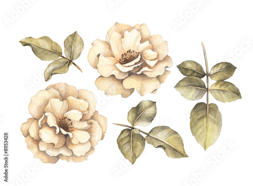 Pencil drawing of roses