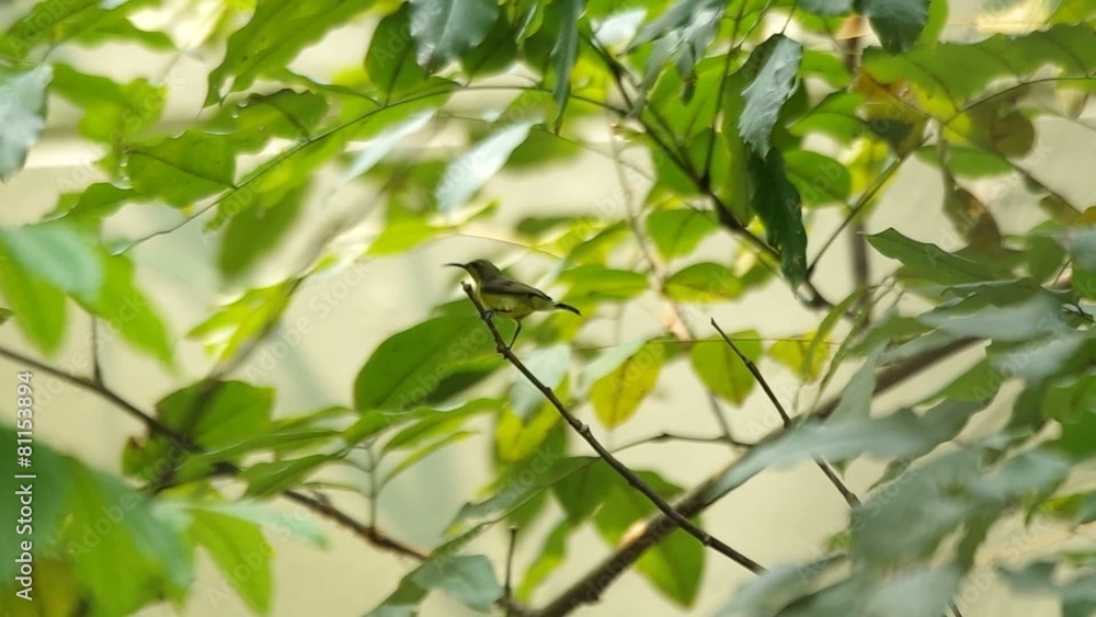 a little sunbird is staying on the tip of twig a little sunbird is staying on the tip of twig