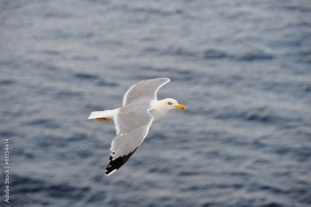 Seagull flying over blue water background.. Seagull flying over blue water background..