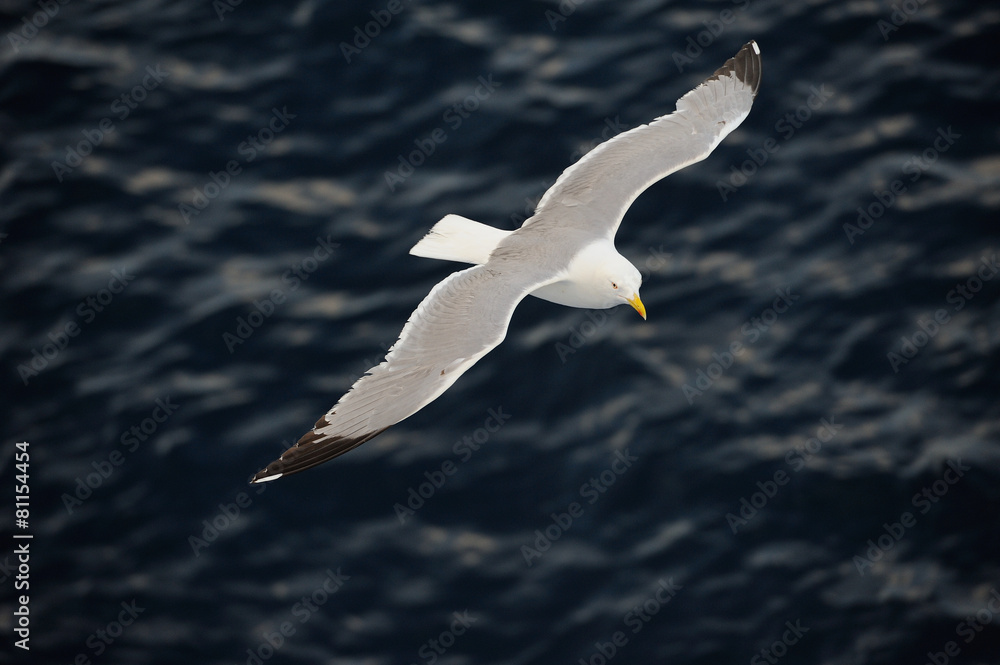 Seagull flying over blue water background.. Seagull flying over blue water background..