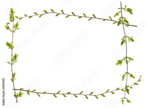 Spring branch of Tree, bud on a tree branch isolated on  white