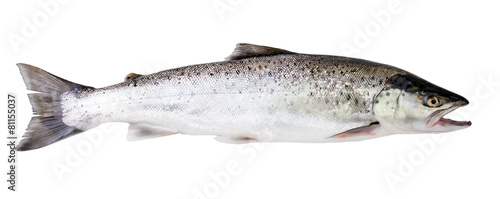 Sea trout fish isolated on white background